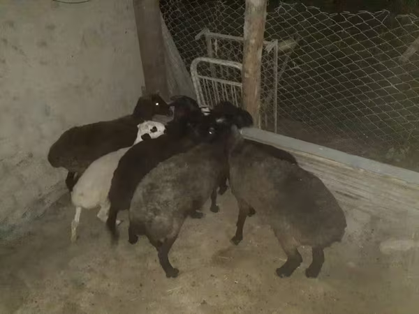 Widder, Hissar sheep — Usbekistan
