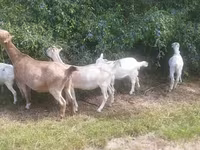 Ziege, LaMancha goats — Foto 3