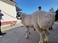 كبش, الأغنام — الصورة 4