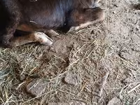 母牛, Alatau breed — 照片 2