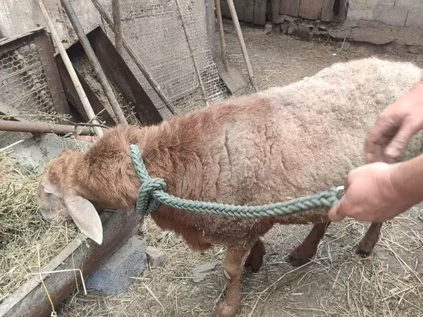 Бараны
