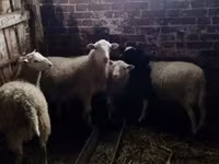Qoʻchqor, Katum sheep — 2-rasm