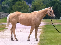 Horse (M), Quarter Horse — photo 3