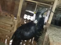 Cabra, Alpine goat — foto 3