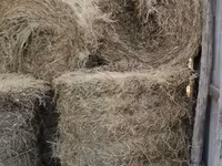 Продам луговую траву — 1-сурет