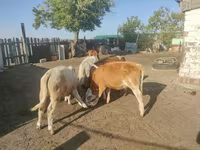 بقرة, الماشية — الصورة 3