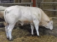 Бұқа, Blonde d’Aquitane cattle — 6-сурет