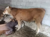 Bulle, Simmental cattle — Foto 4