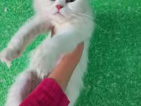 Уй, Кыргызыстан — сүрөт 6