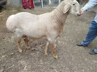 Qoʻchqor, Arashan sheep — 6-rasm