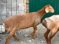 भेड़, भेड़ — फ़ोटो 4