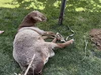 Кочкор, Рён кочкору — сүрөт 1