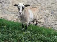 Echki, Echkilar — 2-rasm