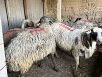 公羊, Sheep — 照片 2