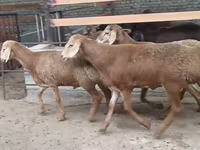 Кочкор, Эдильбай койу — сүрөт 2