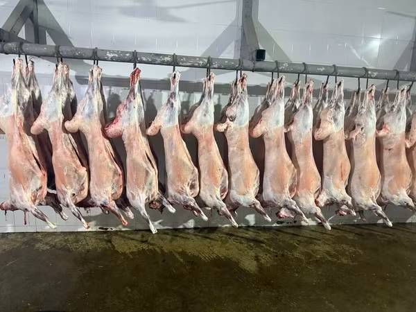 Туши баранины на крюках - Цельные охлаждённые туши баранины