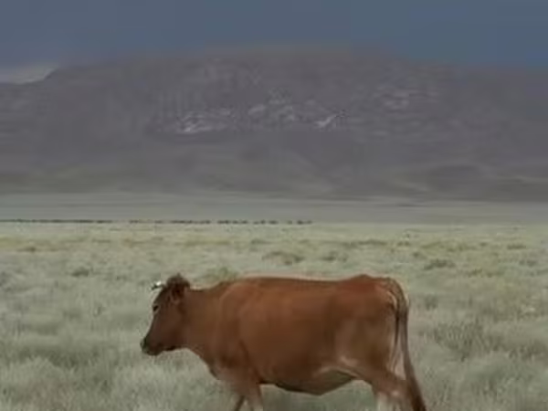 Kuh, Rinder — Usbekistan