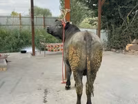 Bull, Belgian Blue — photo 3