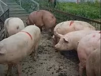 Säue, Schweine — Foto 3
