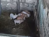 नर सूअर, सूअर — फ़ोटो 2