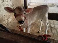 Sigir, Swiss cattle — 3-rasm