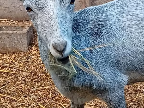 Cabra, Saanen goat — Kirguistán