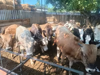 Toro, Ganado vacuno — foto 5