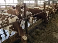 Kuh, Simmental cattle — Foto 4