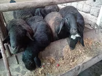 Qoʻchqor, Rhon sheep — 6-rasm