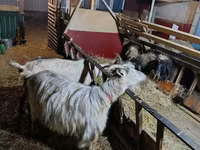 Cabra, Cabras — foto 3