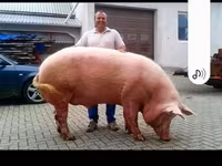 Säue, Schweine — Foto 2