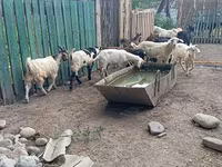 Эчки теке, Помеллата козу — сүрөт 6