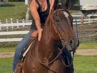 घोड़ी, Quarter Horse — फ़ोटो 3