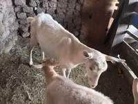 बकरी, Saanen goat — फ़ोटो 1