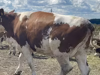 Kuh, Holstein-Rasse — Foto 1
