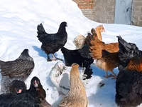 Chickens — 照片 4