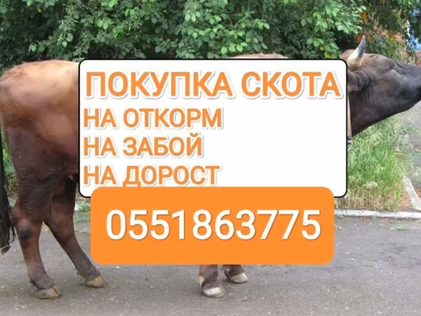 Коровы