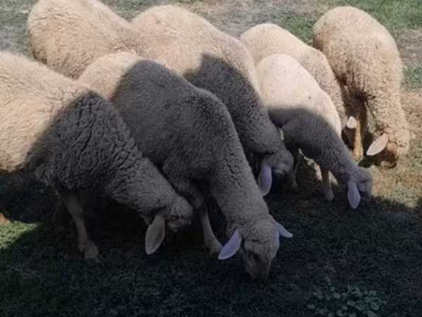 Кочкор, Койлор — Кыргызстан