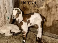 Эчки теке, Камори эчки — сүрөт 1
