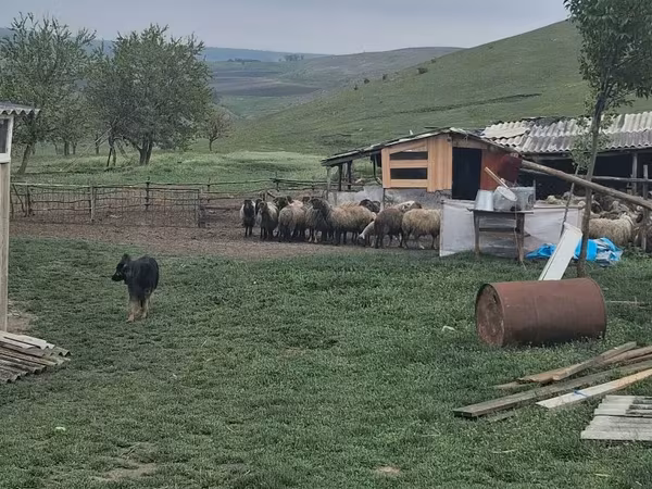 Баран, Бараны