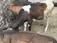 ثور, Russian Black pied cattle — الصورة 2
