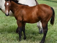حصان, Quarter Horse — الصورة 1