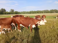 Vaca, Latvian Blue cattle — foto 5