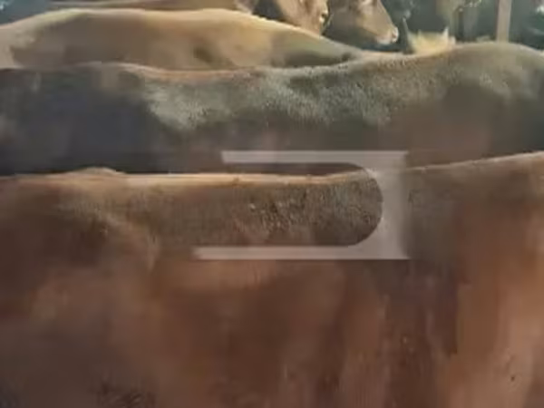 Уй, Сиырлар