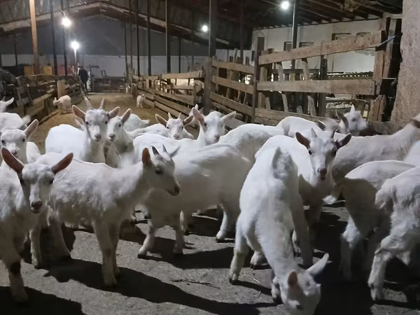 Cabra, Saanen goat