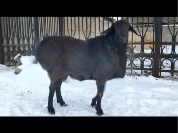 Кочкор, Койлор — Өзбекстан