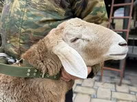 كبش, الأغنام — الصورة 6
