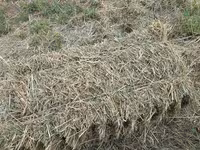 🌾 Сено после семенника 🌾 Продам сено, после обмолота. кастра Без — الصورة 2