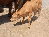 Kuh, Swiss cattle — Foto 1