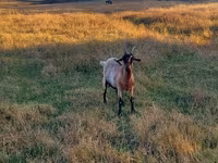 母山羊, Goats — 照片 3